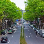 Zelkova trees lining Omotesando avenue, Tokyo