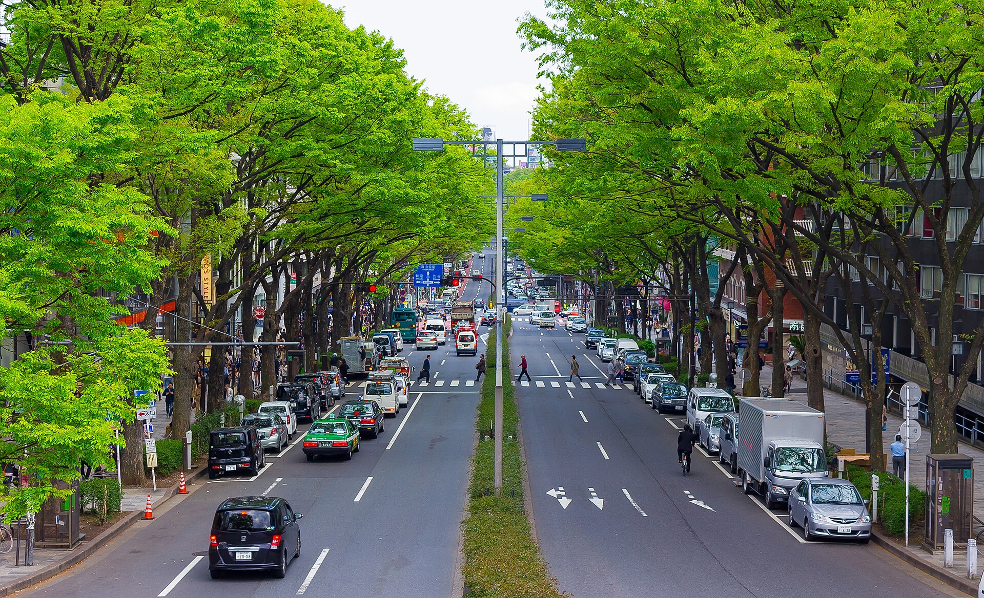 Zelkova trees lining Omotesando avenue, Tokyo
