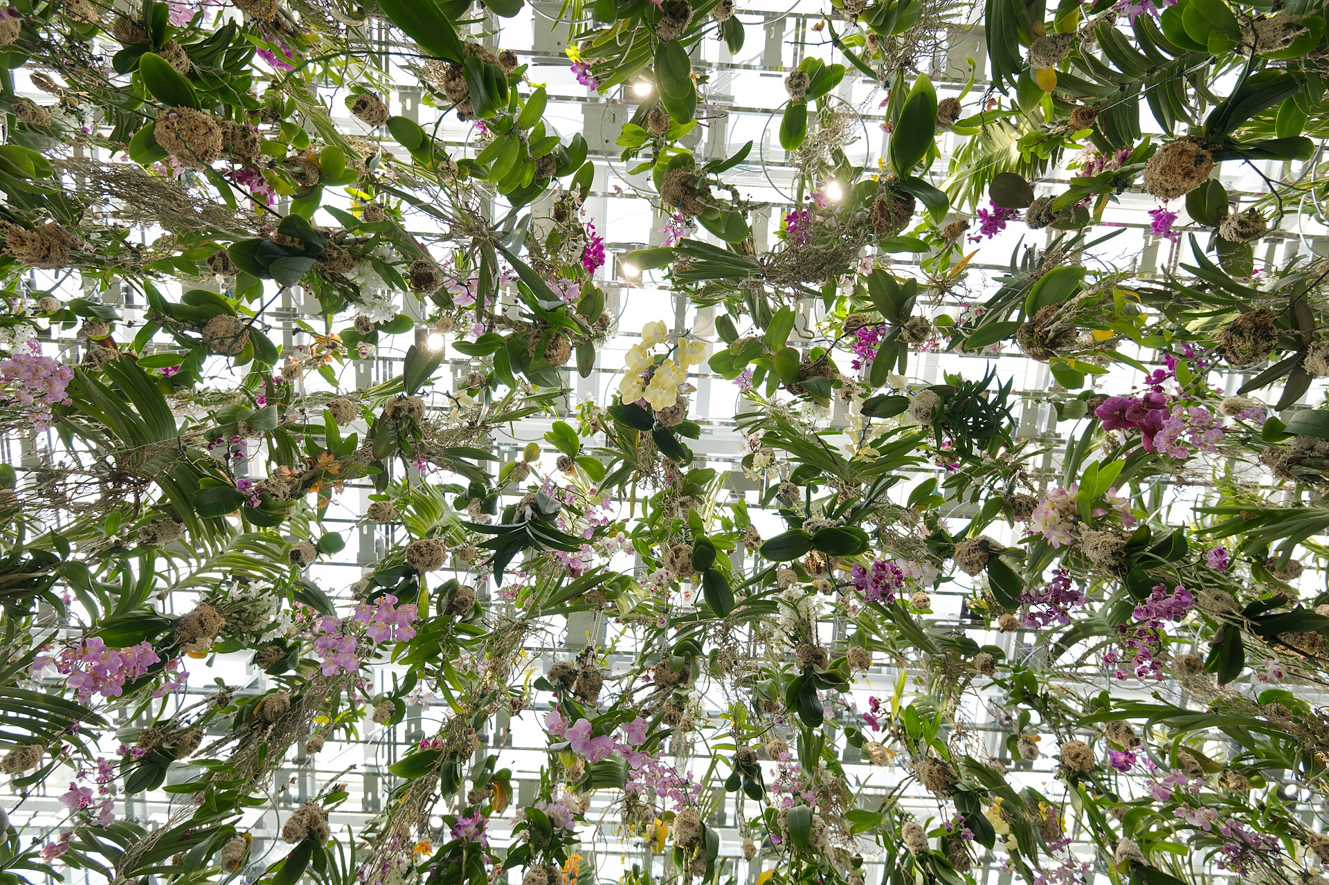 The Floating Flower Garden of live orchids at teamLab Planets, Toyosu